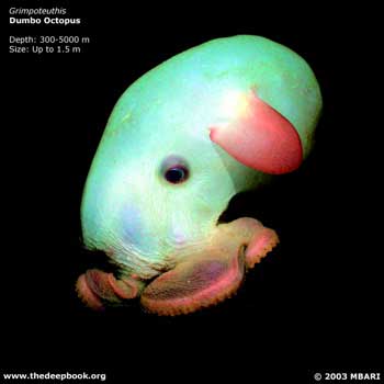 \"DEEP_dumbo_octopus_EX-sm.jpg\"
